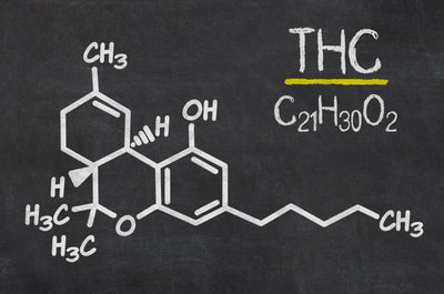 Tétrahydrocannabinol : un regard plus attentif sur ce cannabinoïde